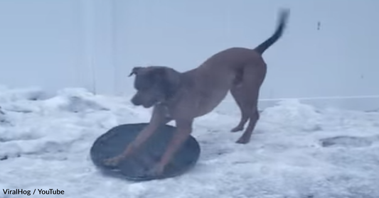 Playful Rescue Dog Teaches Himself To Sled In The Snow