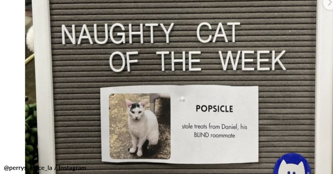 Cat Shelter Goes Viral For Its "Nice Or Naughty" Feline Of The Week Series