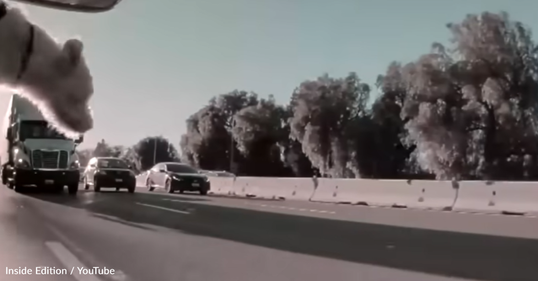 Puppy Leaps From Car Into Oncoming Traffic  And Lives To Tell The Tale