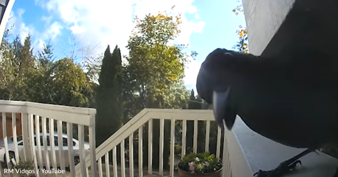 Doorbell Camera Captures Clever Bird's "Ding Dong Ditch" Prank