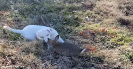 Friendly "Hunting" Dog Befriends Rabbit During Training