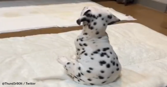 Dalmatian Puppy Eagerly Watches "101 Dalmatians" On TV