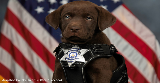 Sweet K9 Puppy Wants To Nap During His Swearing-In Ceremony