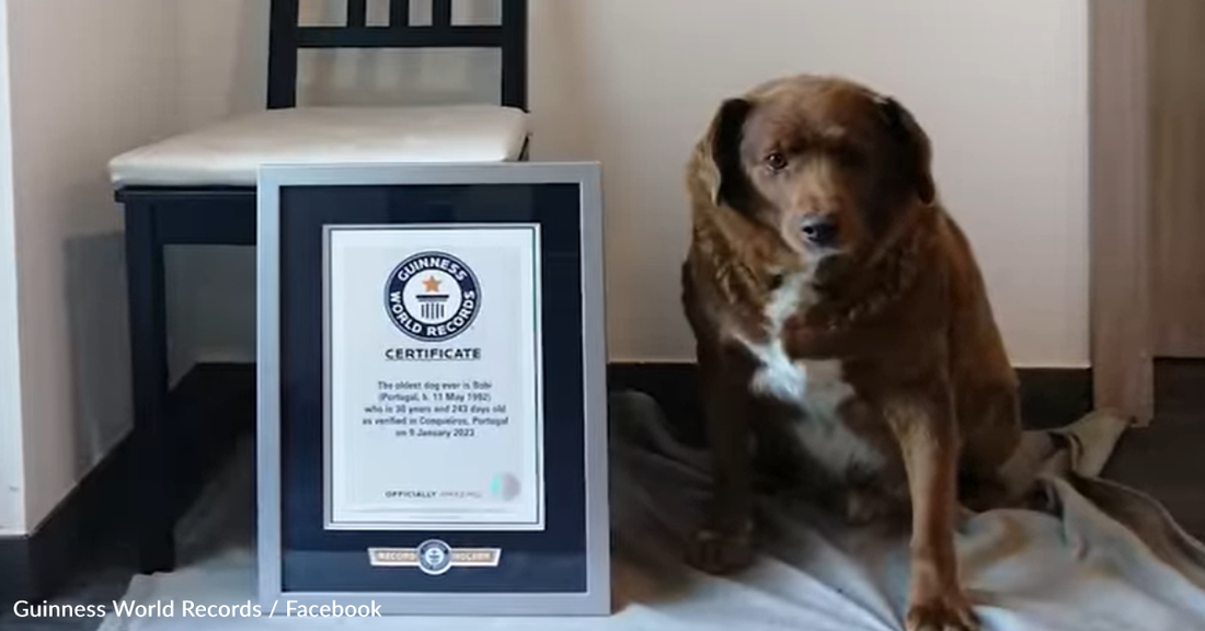 The World's Oldest Dog Just Celebrated His 31st Birthday