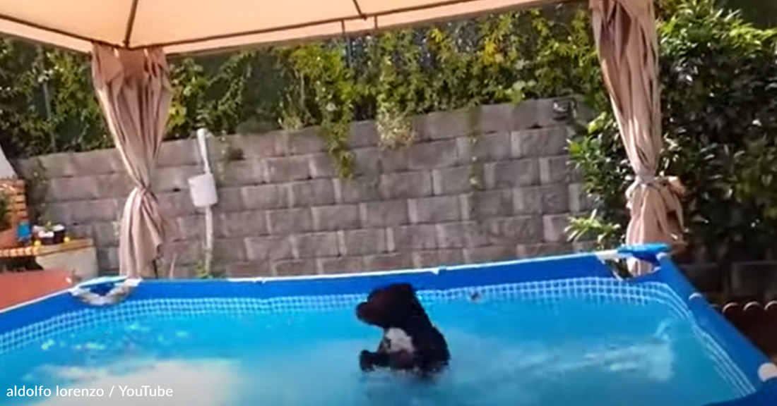 Stubborn Dog Refuses To Leave The Swimming Pool