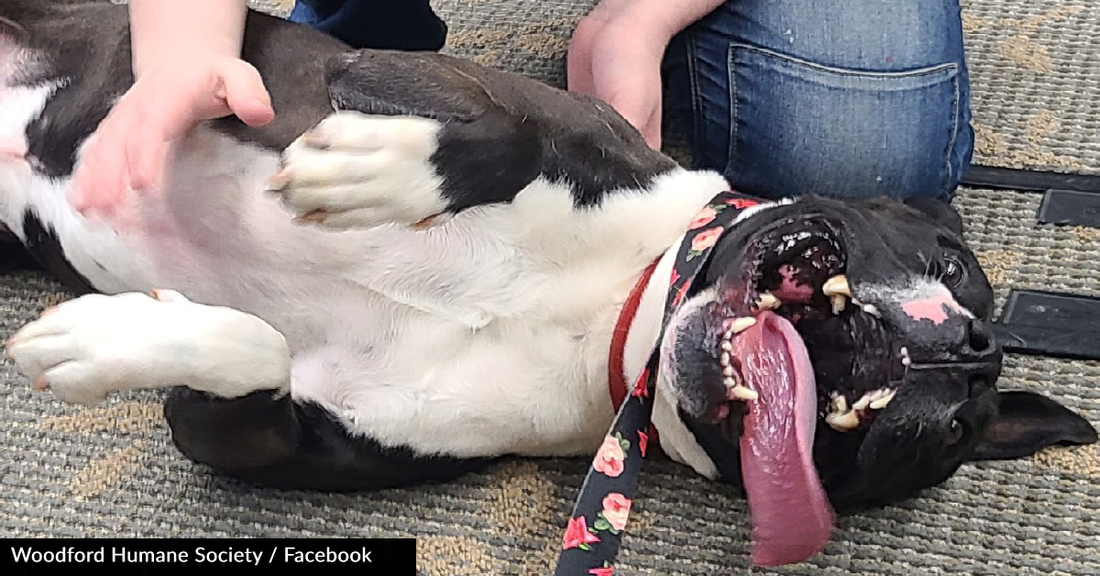 Kentucky Animal Shelter Works To Find Its Longest Resident A Forever Home