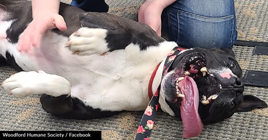 Kentucky Animal Shelter Works To Find Its Longest Resident A Forever Home