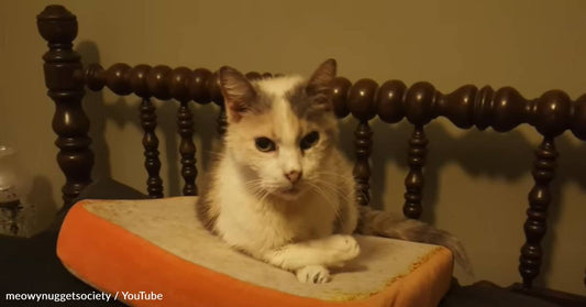 Senior Cat Escapes Euthanasia And Lives To Be 27