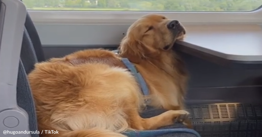 Friendly Golden Retriever Demands Snuggles From Strangers On A Train