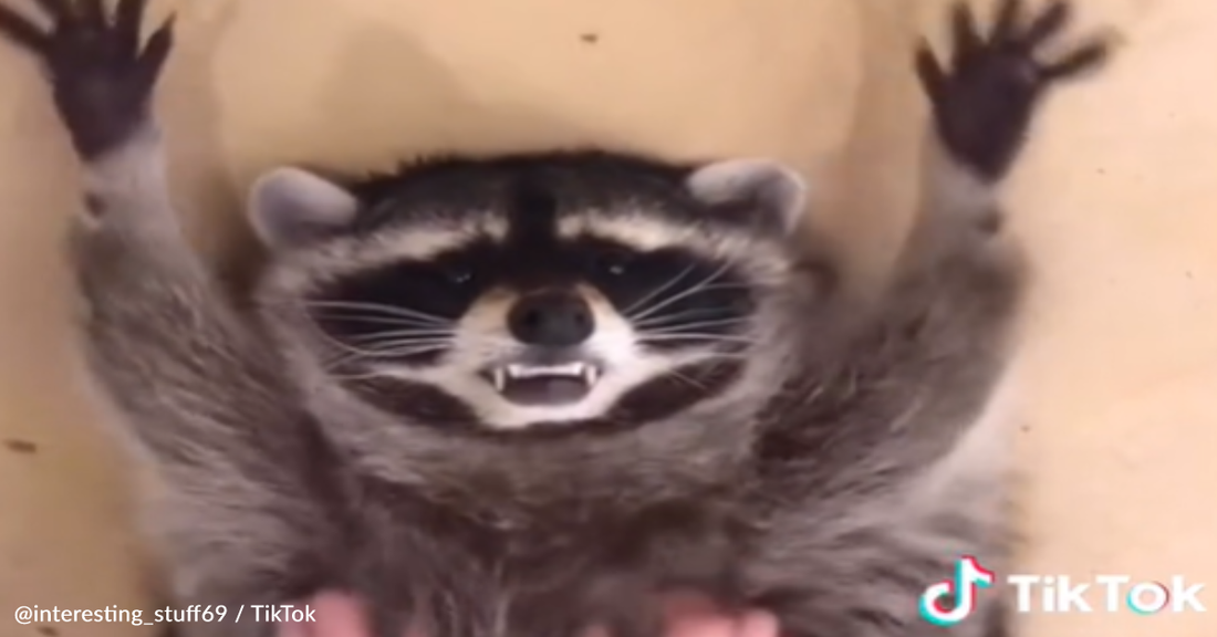 Sweet Raccoon Loves Getting Belly Rubs