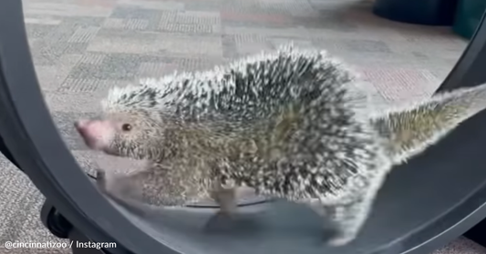 Rico The Porcupine Loves To Work Out And Run Laps On His Treadmill