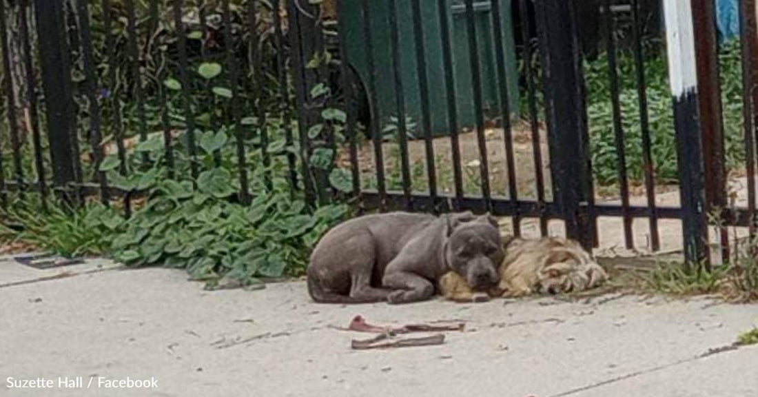 Abandoned Pit Bull Snuggles With His Yorkie Friend While Waiting For Someone To Help Them