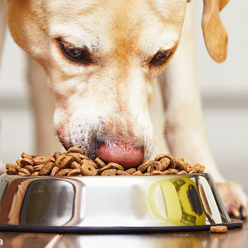 Tell the FDA to Enact Stronger Pet Food Safety Regulations