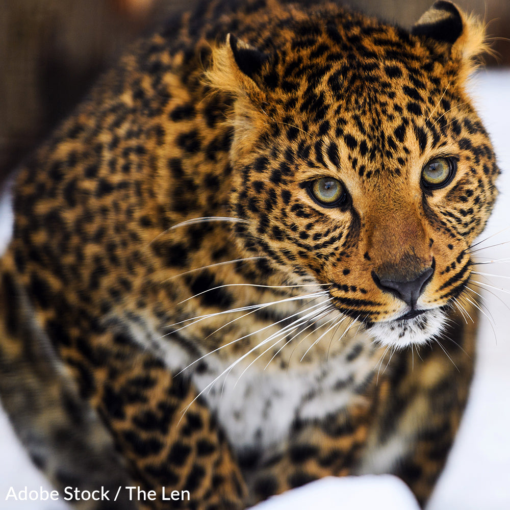 Help Save The Amur Leopard From Extinction!