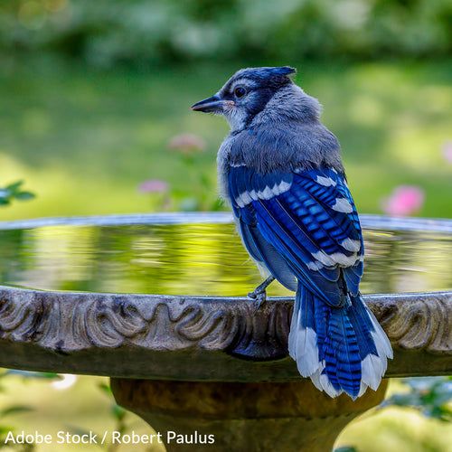 Pledge To Protect Songbirds From Disease