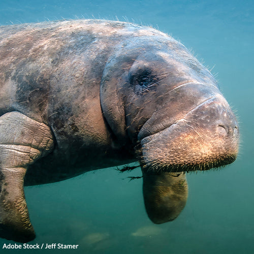 Help Protect Florida's Lovable Manatees 