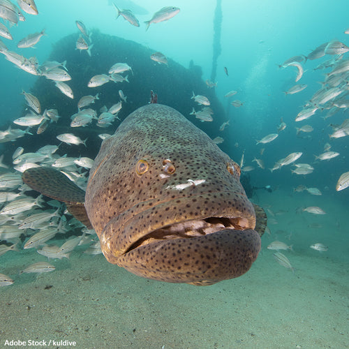 Take a Stand for the Goliath Grouper