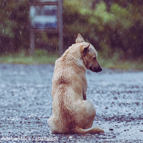 Pledge To Keep Your Pet Sheltered All Year Long