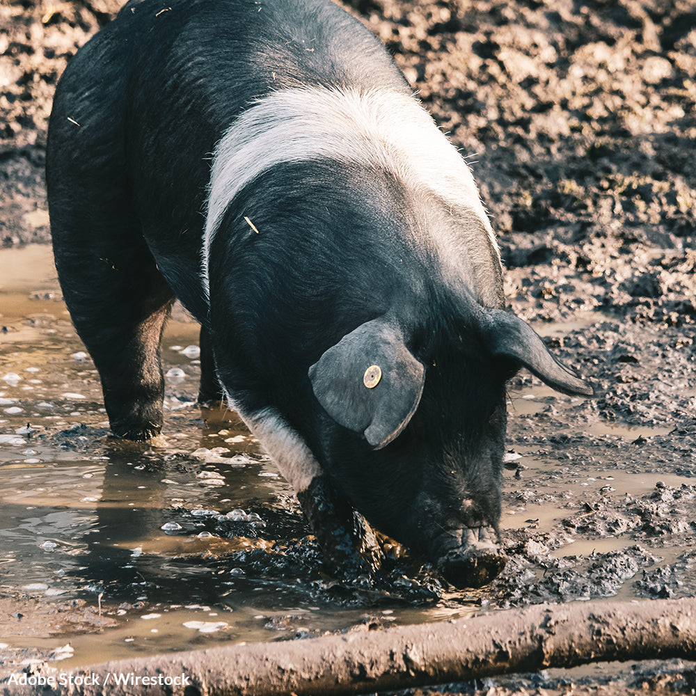 Protect Our Water From Livestock Feces