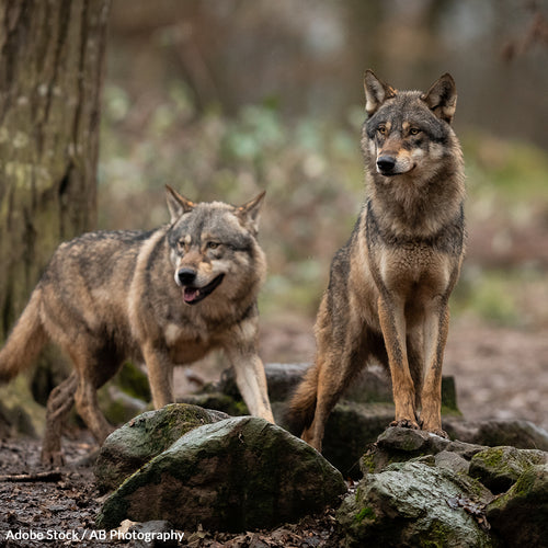 End Brutal Carnivore Hunting Contests