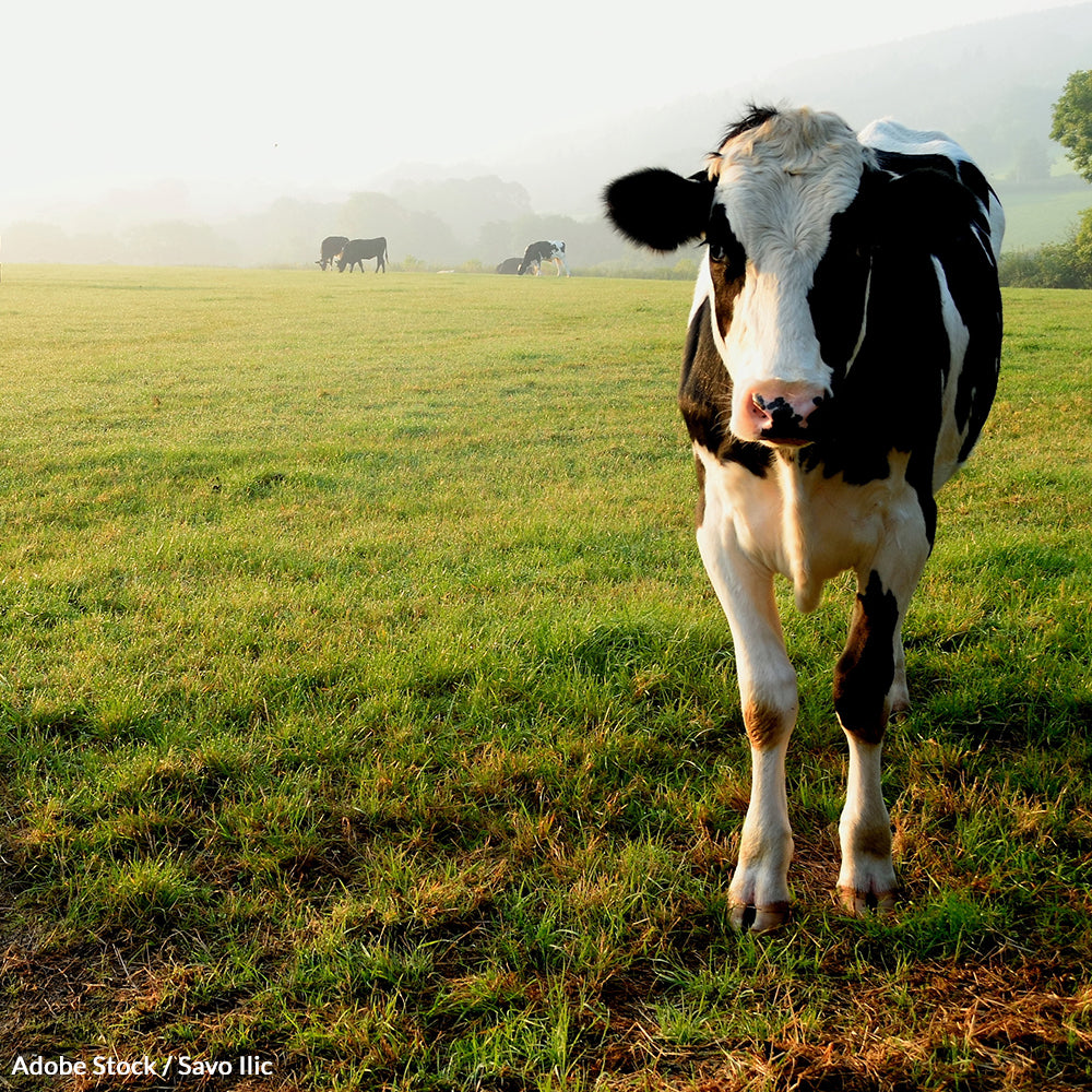 End Cattle Grazing on Federal Lands!