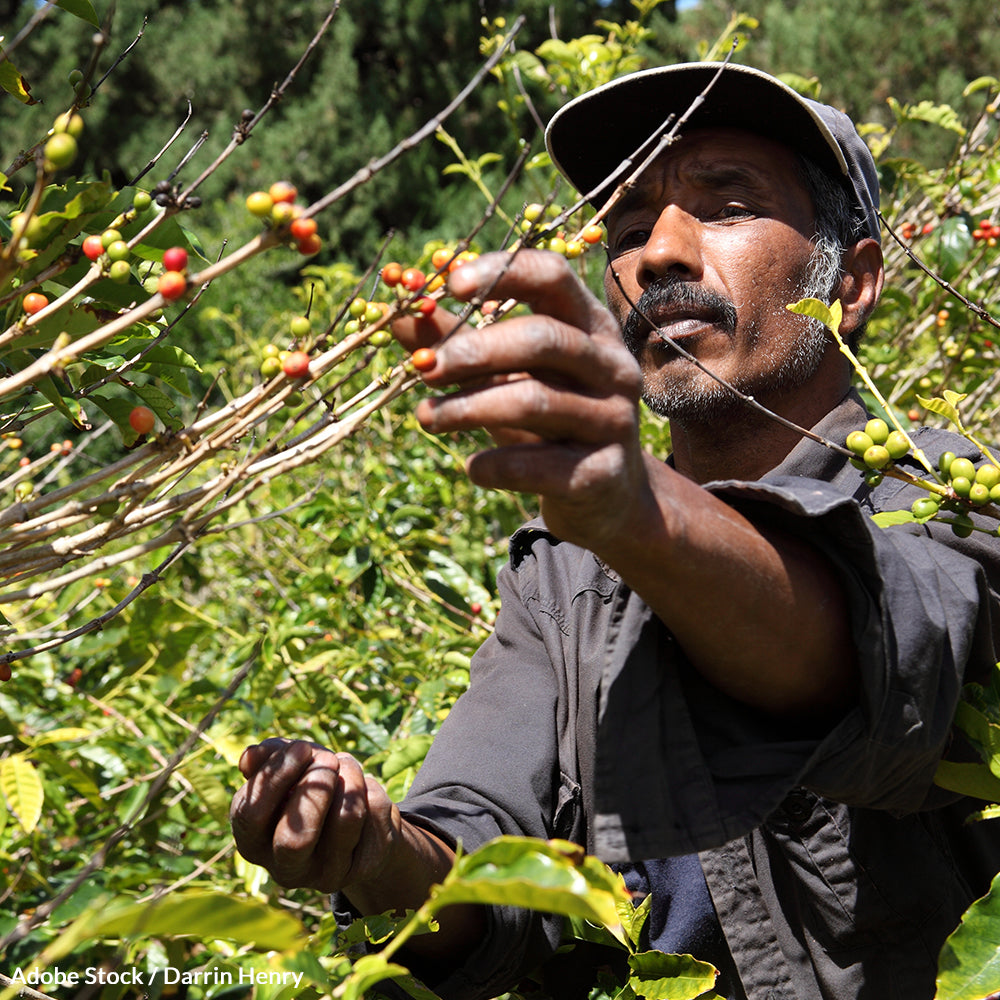 Ensure Coffee Survives Climate Change