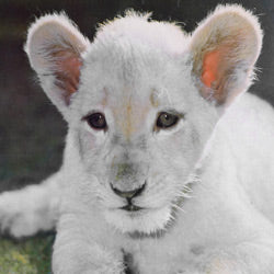 Help Protect Our Precious Exotic Animals!