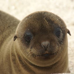 Stop Unnecessary Sea Lion Deaths