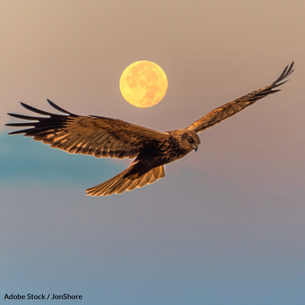 End the Spring Bird Slaughter in Malta
