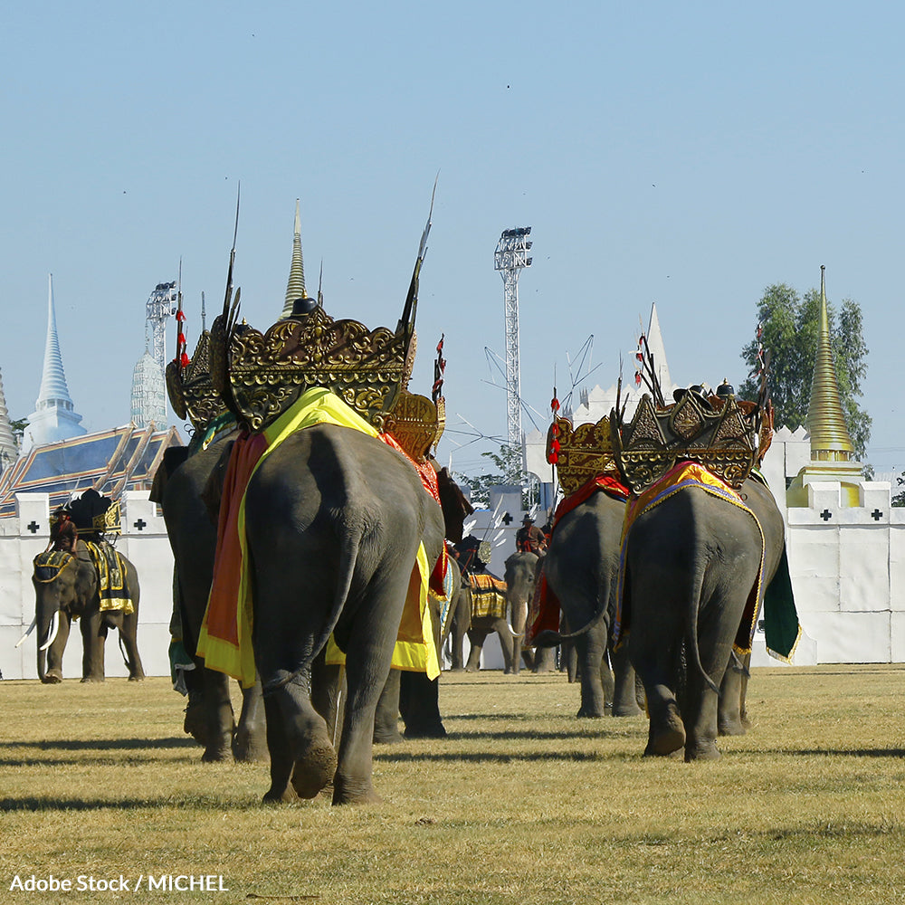 End the Suffering at Thailand's Surin Elephant Festival!