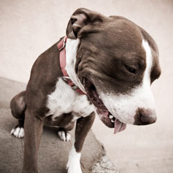No More Playing Around with Dog Fighting!