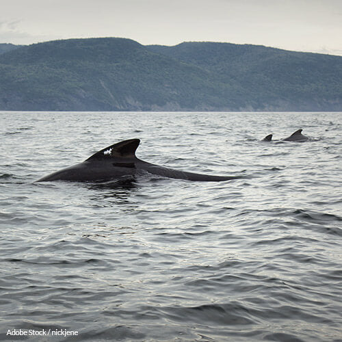 Yahoo Japan: Stop Selling Whale Products!