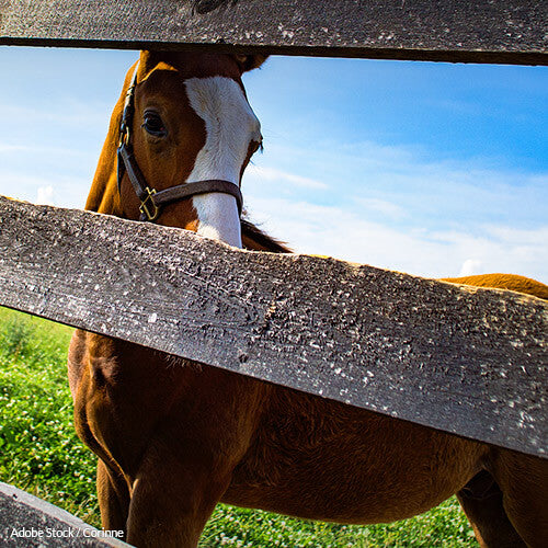 Kentucky - Improve Your Record Of Abhorrent Animal Treatment