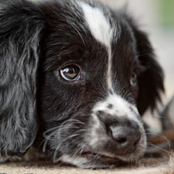 North Dakota: Protect Your Animals!