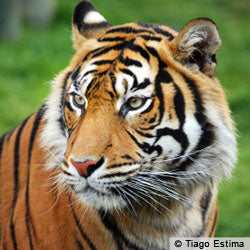Save Sumatran Tigers from Extinction