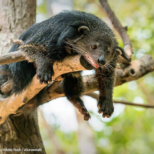 Save the Binturong From Habitat Loss!