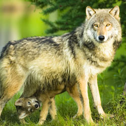 No Punishment for Wolf Poaching?