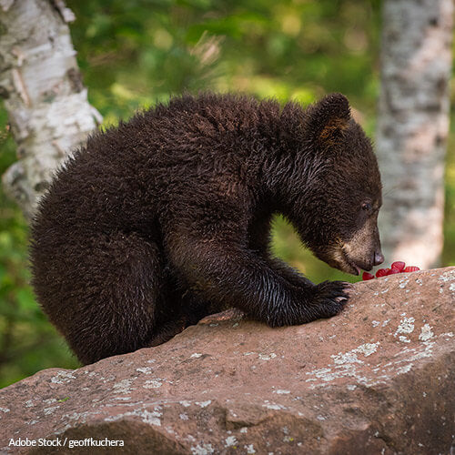 Bear Baiting Is Unethical and Unsportsmanlike! We Won't Stand for It!