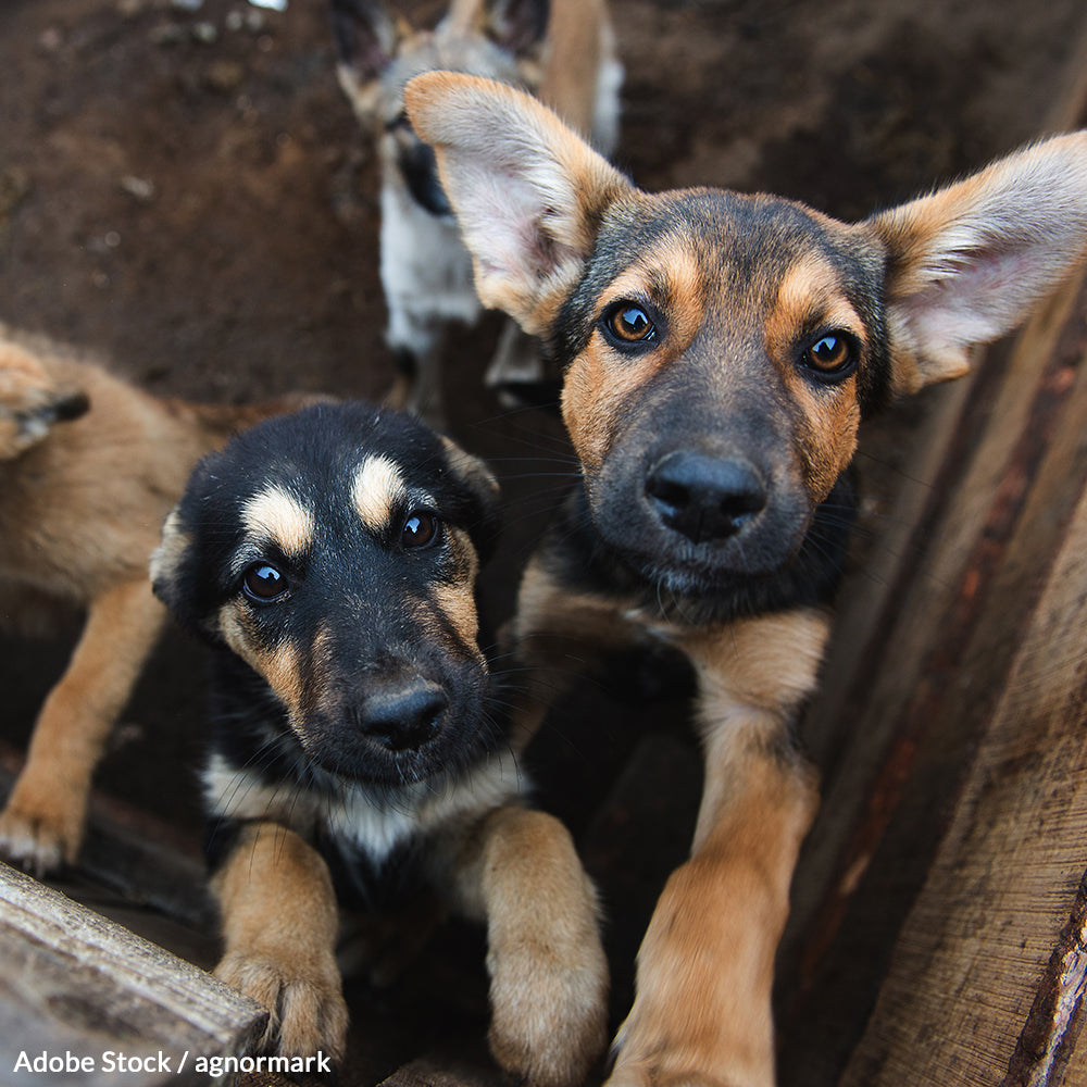 Cats and Dogs Are Pets, Not Food!