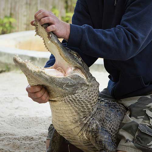 Alligator Wrestling For Entertainment Needs To Stop