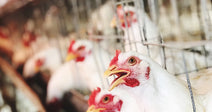 Tell the FDA To Investigate Costco's Chicken Cruelty!