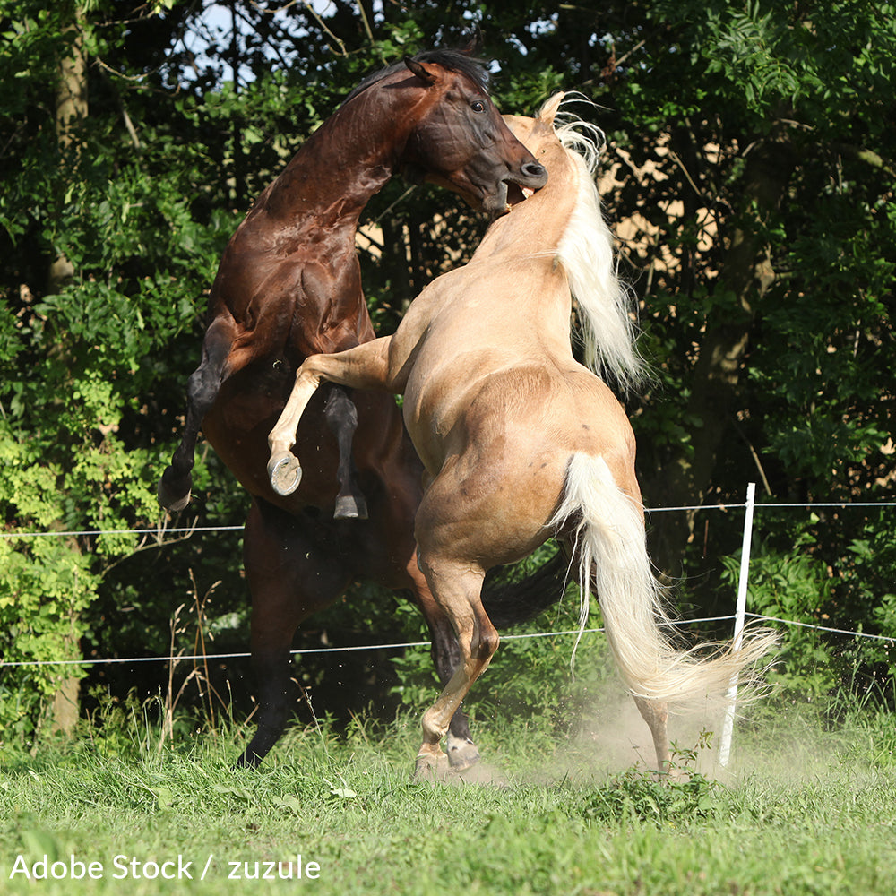End Cruel Horse Fighting In The Philippines