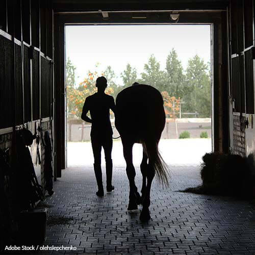 Trainers: Stop Hurting Horses For Show Tricks!