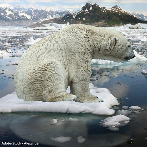 Polar Bears Are Facing Extinction, Not Just 'Vulnerability'