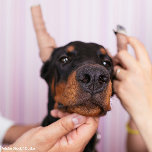 Protect Puppies From Ear Cropping