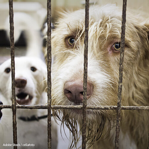 There's Nothing Humane About Gas Chamber Euthanasia