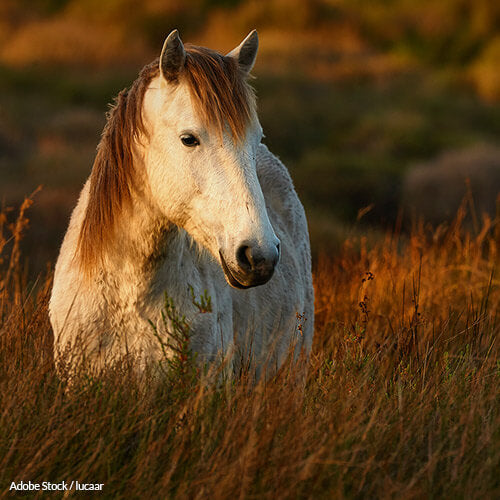 Demand Justice For The Horses Abandoned To Die In Ireland