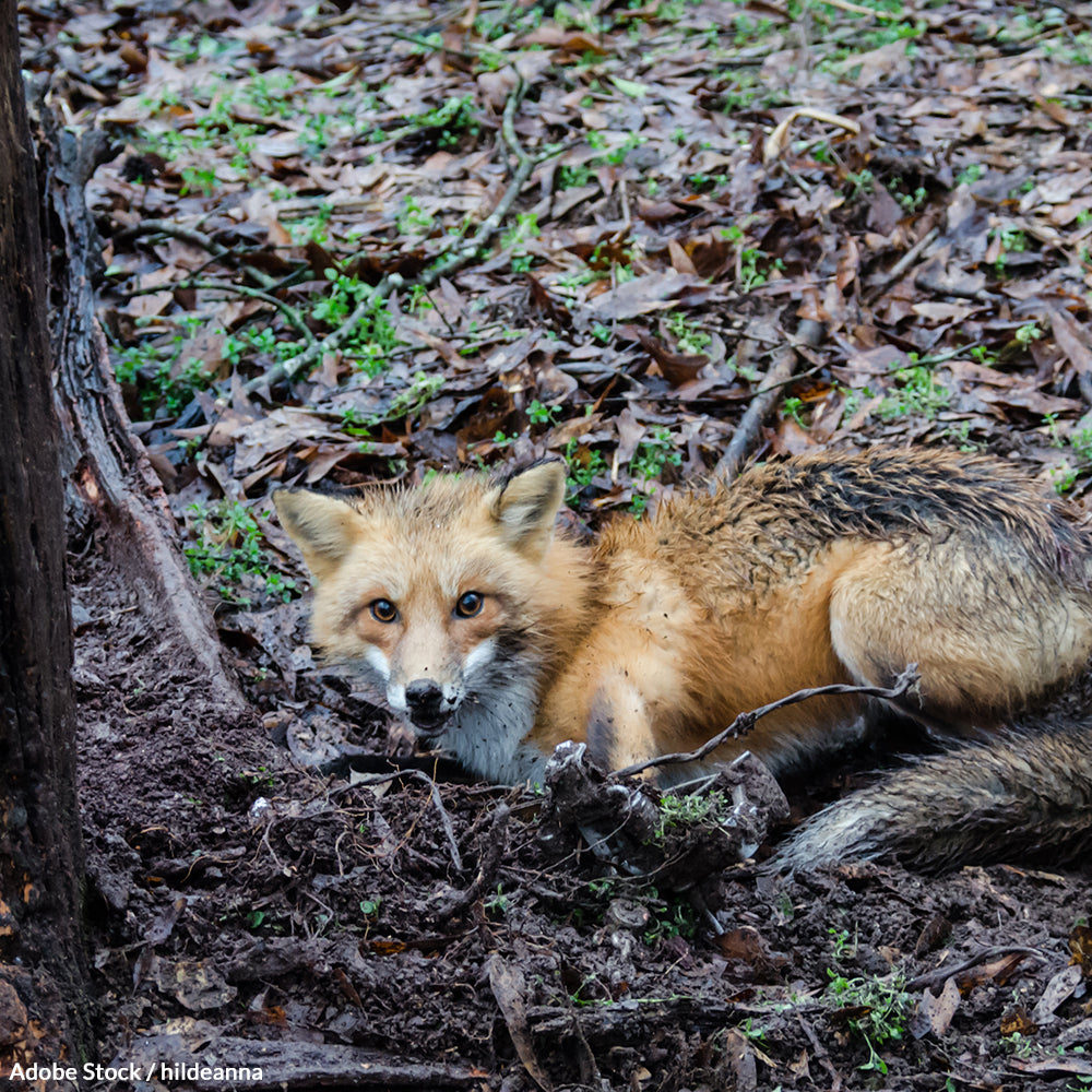 Save Wildlife and Pets from a Horrific Death