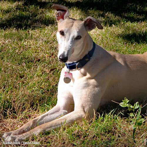 Monash University: Stop Killing Greyhounds!