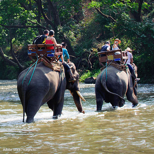 No One Needs To Ride An Elephant